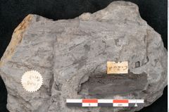 Foto (Detailansicht) von Caulinites otagoicus Ettingshausen (NHMW-GEO-2024-0188-10121a)